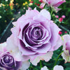 Guide for Planting Roses