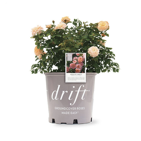 Drift Apricot