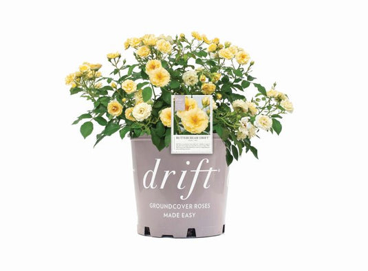 Drift Buttercream