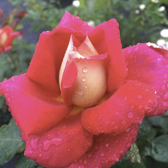 Cherries & Champagne