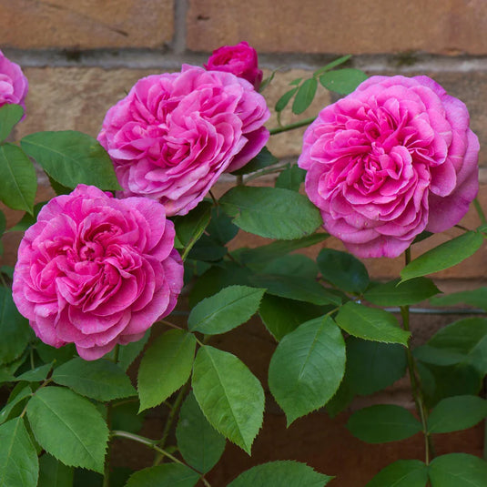 Gertrude Jekyll (Grafted)