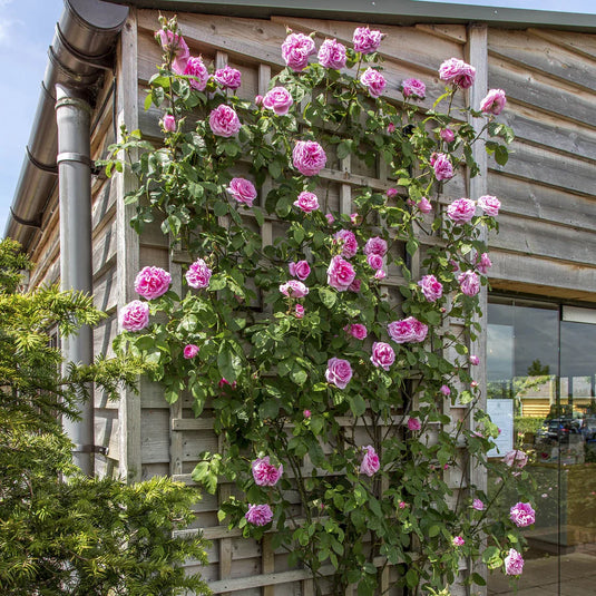 Gertrude Jekyll (Grafted)