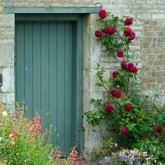 Tess of the d'Urbervilles