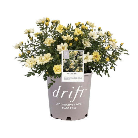 Drift Lemon