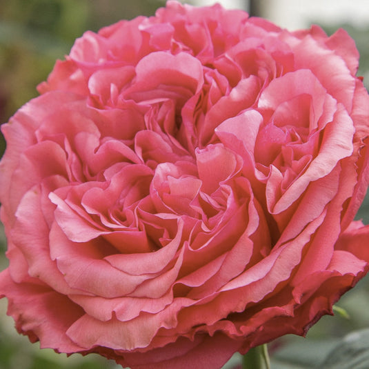 Loves Me, Loves Me Not