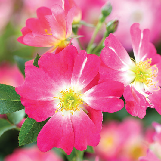 Drift Pink