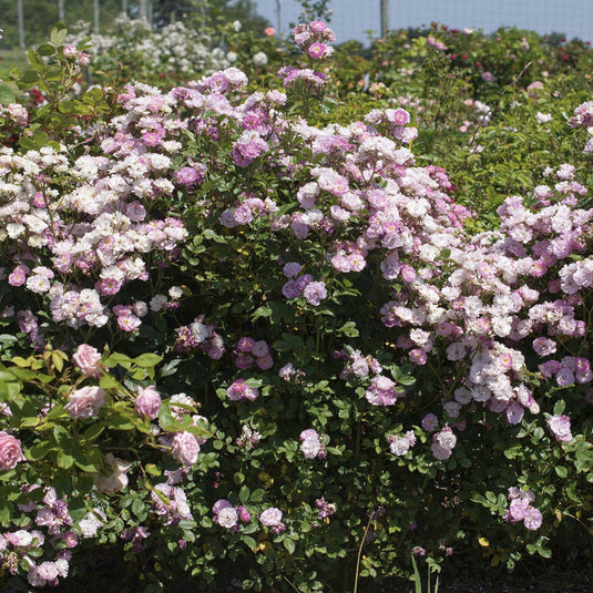 Pretty Polly Lavender