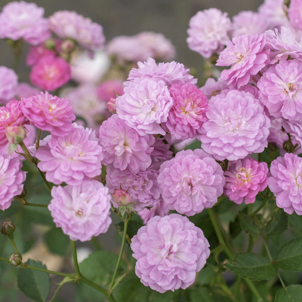 lavender rose tree Pretty Polly Lavender