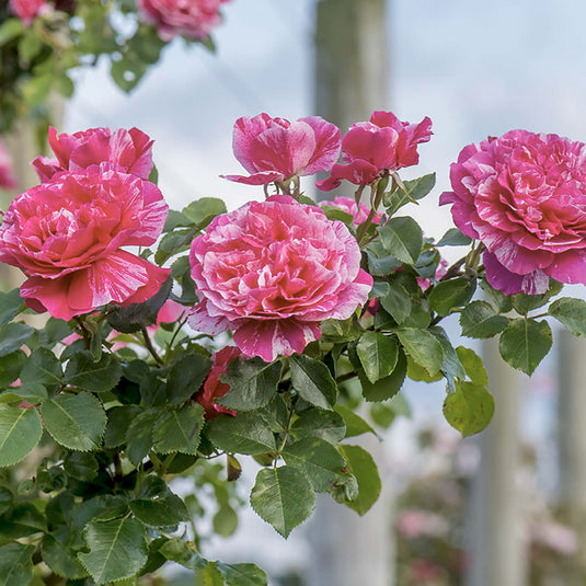 Raspberry Cream Twirl