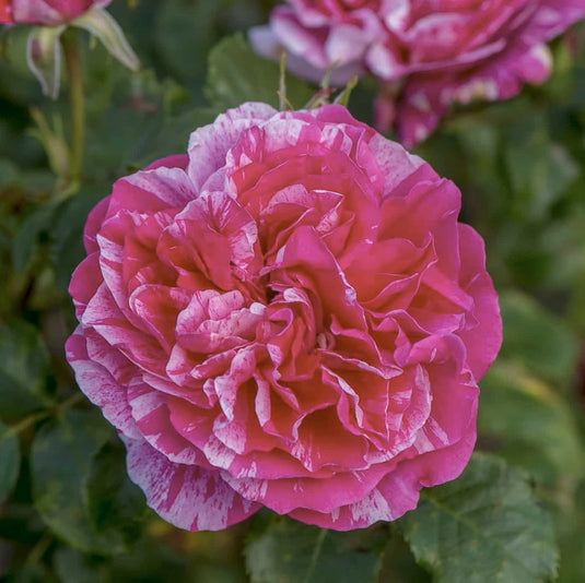 Raspberry Cream Twirl