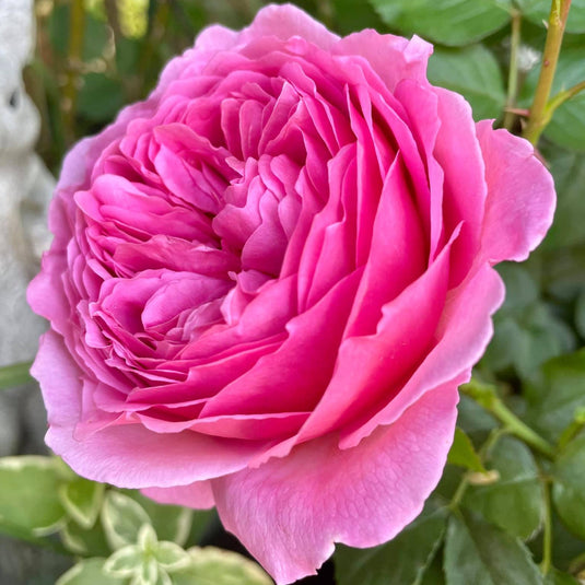 Princess Alexandra of Kent