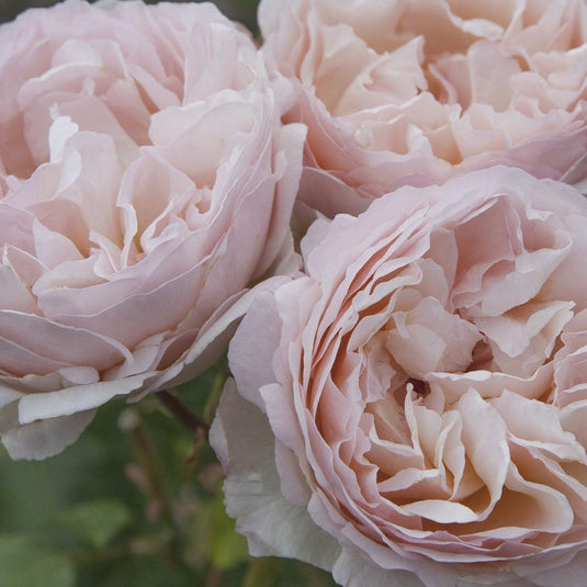 Princess Charlene de Monaco