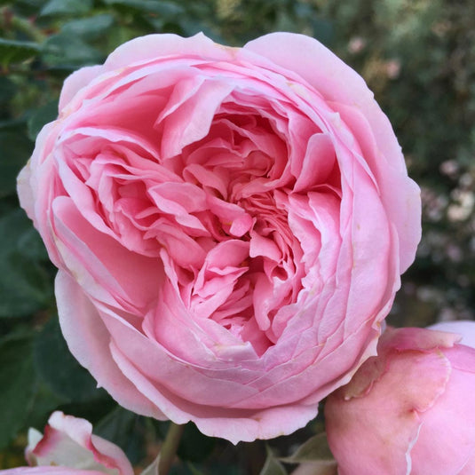 Cinderella Fairy Tale