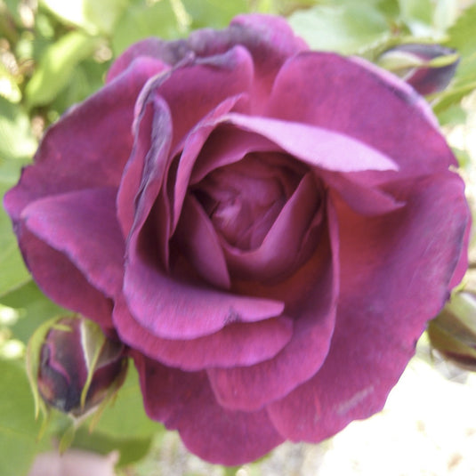 Futtaker Schlingrose