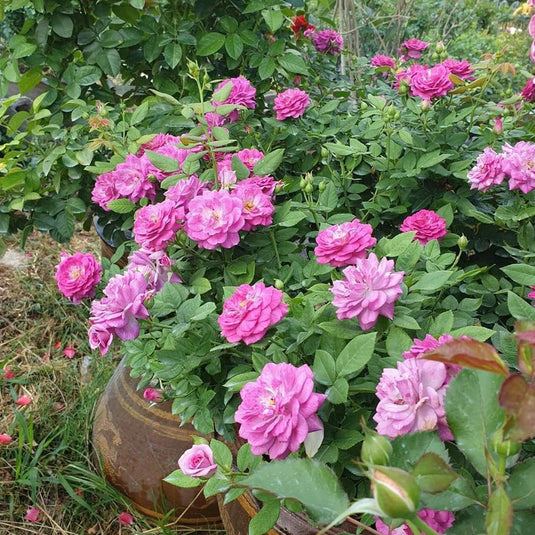 Life's Little Pleasures