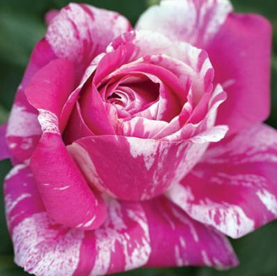 Raspberry Cream Twirl