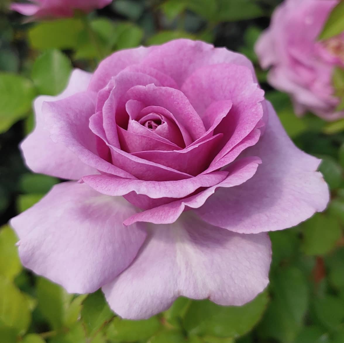 lavender roses to plant Lavender Veranda
