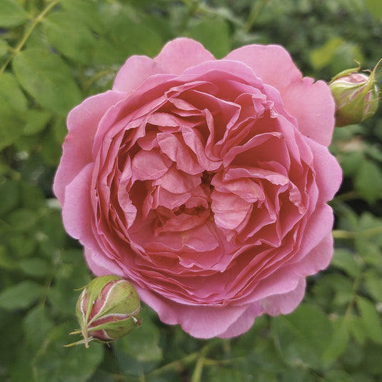 Princess Alexandra of Kent