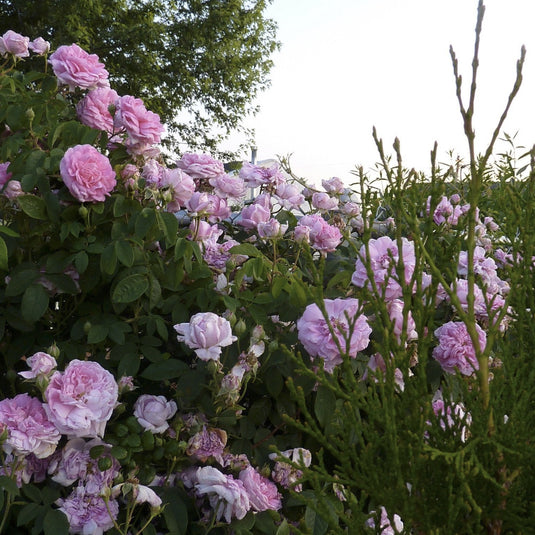 Ispahan Rose growing in our garden, a beautiful display in the spring.