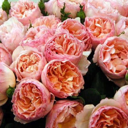 Princess Charlene de Monaco