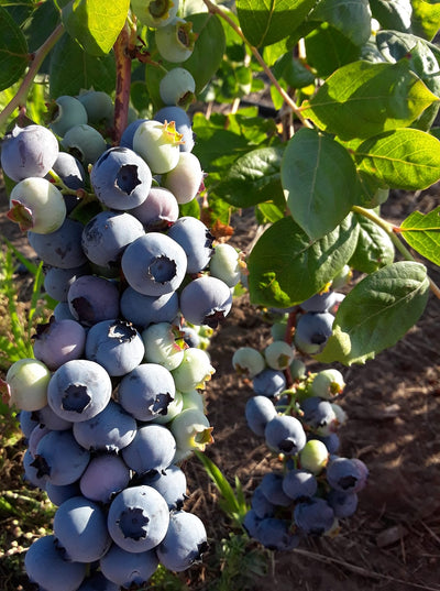 Growing Blueberries with Lauri Williams