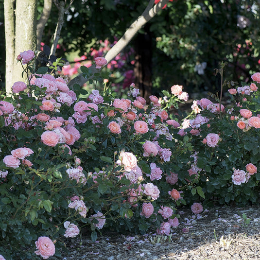 Drift Apricot