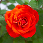 Autumn_Sunblaze