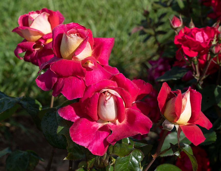 Hybrid Tea Roses - Rosarium Garden Center