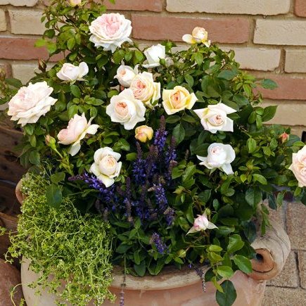 indoor white rose plant Cream Veranda