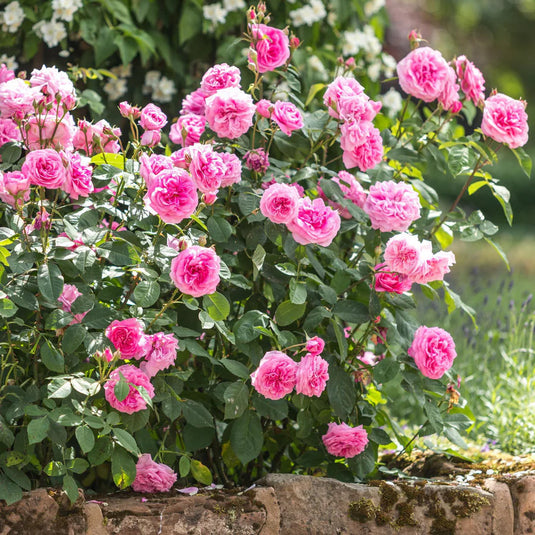 Gertrude Jekyll (Grafted)