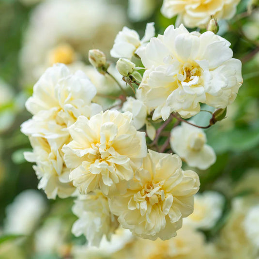 Malvern Hills (Grafted)