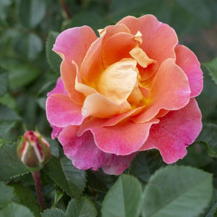 Fruity Petals