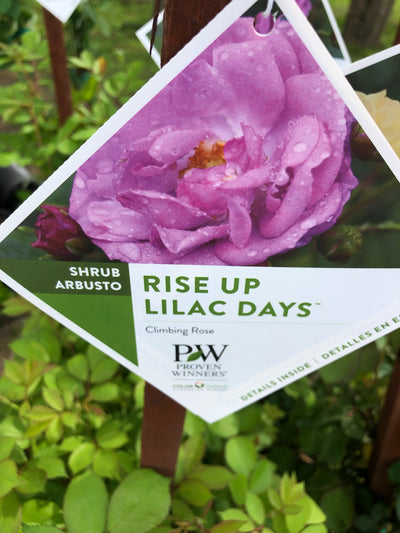 Rise Up Lilac Days