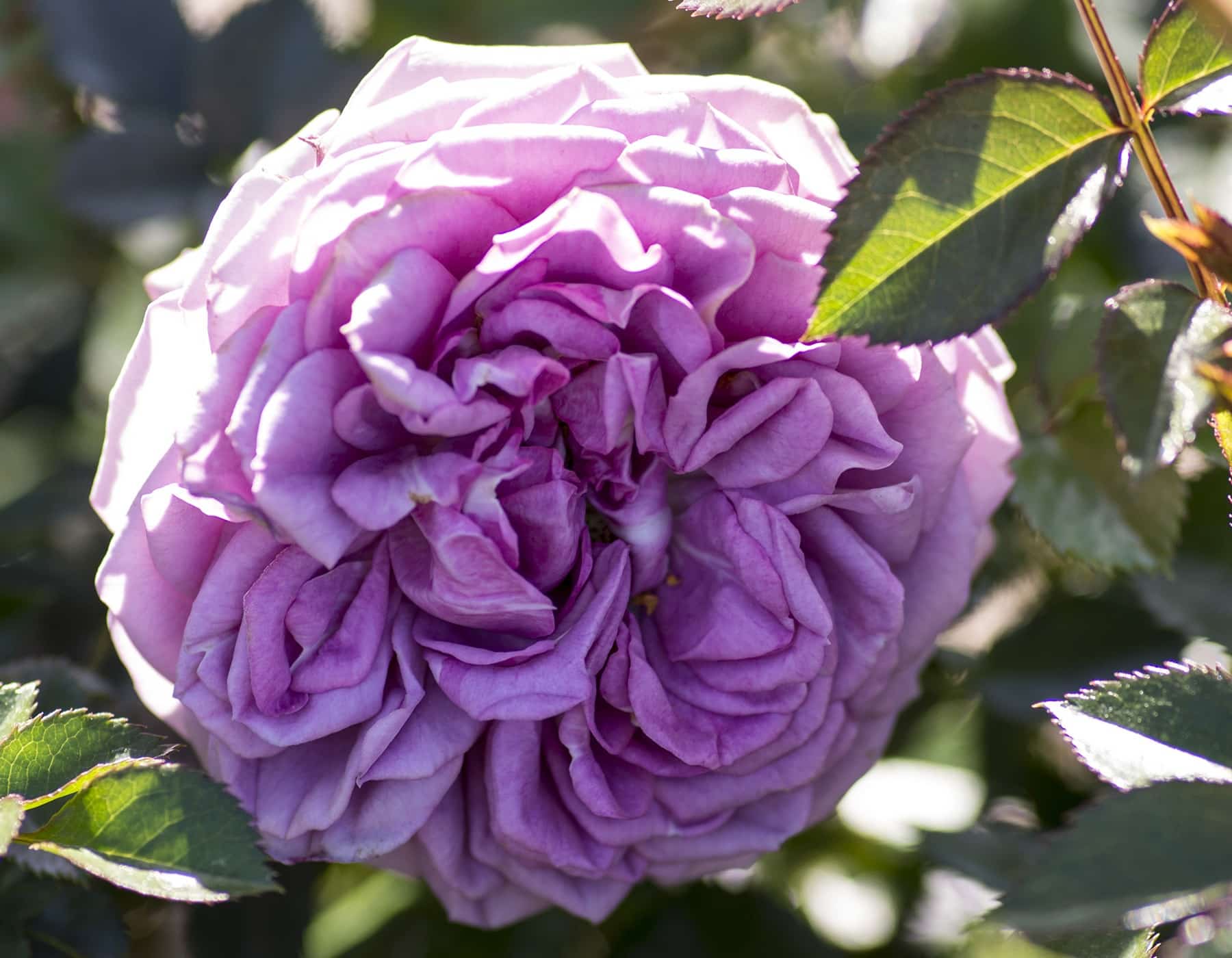 lavender climbing rose plant Lavender Veranda