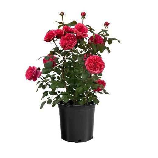 Loves Me, Loves Me Not