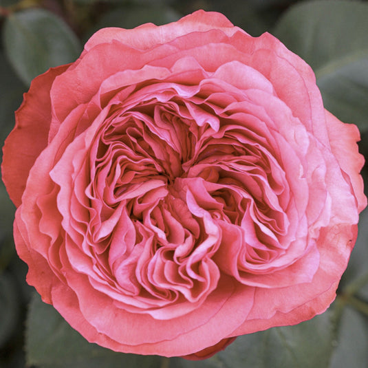 Loves Me, Loves Me Not