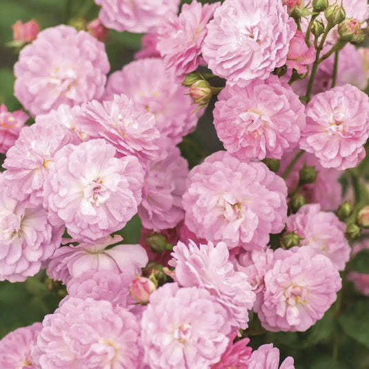 Pretty Polly Lavender