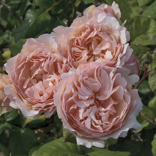 Princess Charlene de Monaco