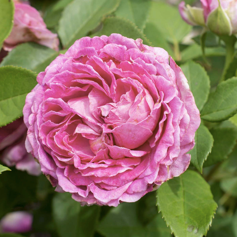 Mattocks Raspberry Cupcake Roses Raspberry Cupcake