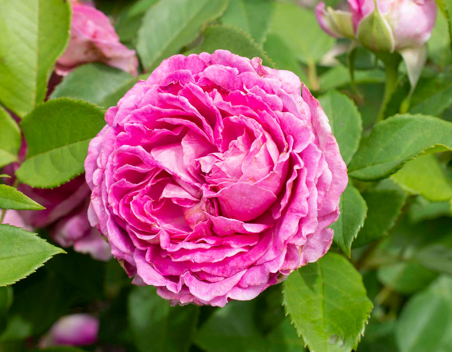 Pretty Polly Lavender - Rosarium Garden Center