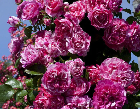 Raspberry Cream Twirl