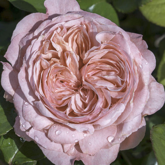 Close-up of a pink rose with water droplets on petals