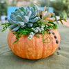 Pumpkin Succulent Class Sept 30