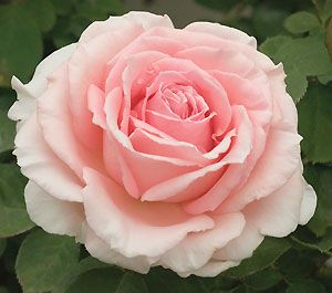 PEARLY GATES - PINK Pearly Gates Climbing Rose - Climbing Roses for Sale