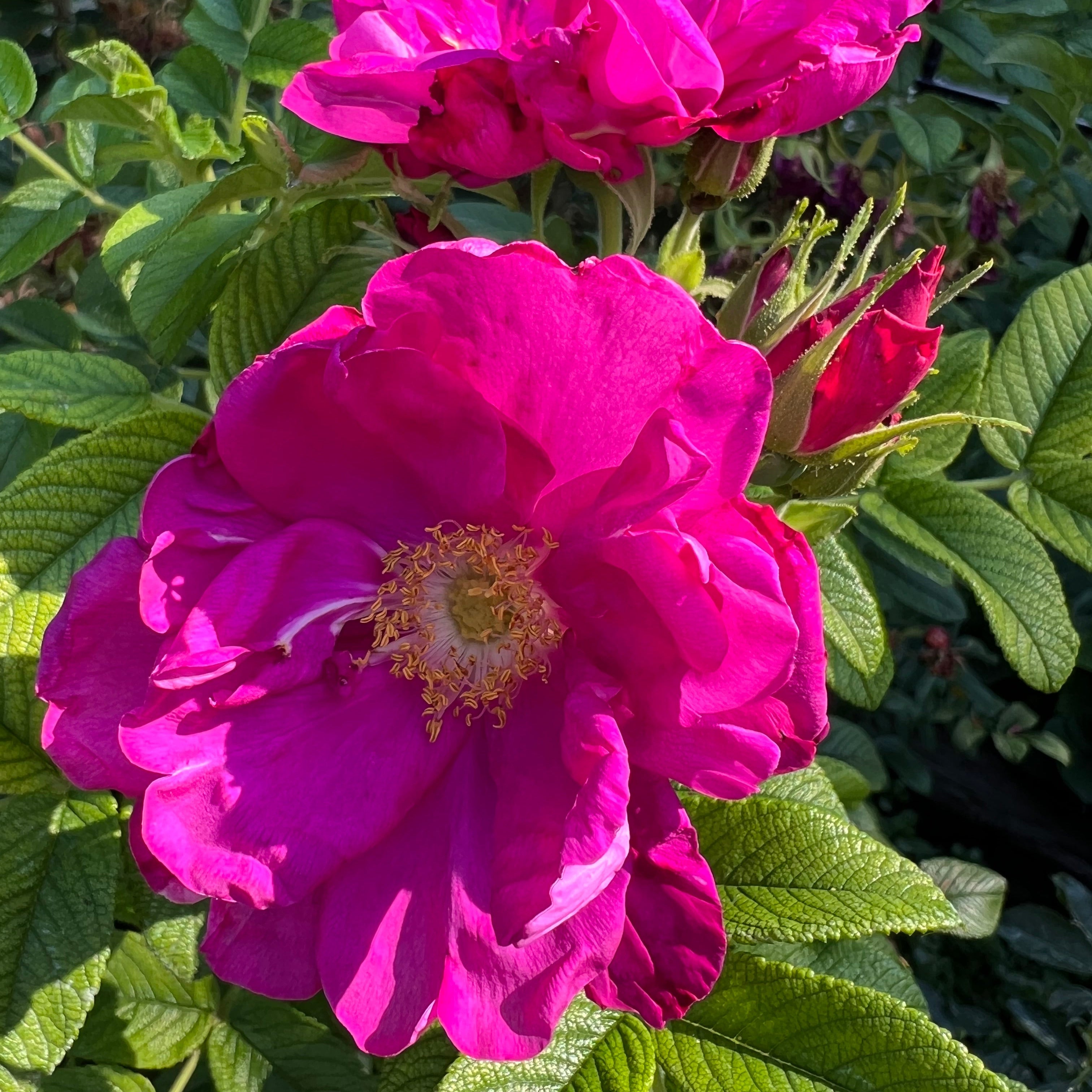 19+ Purple Pavement Rose Purple Pavement