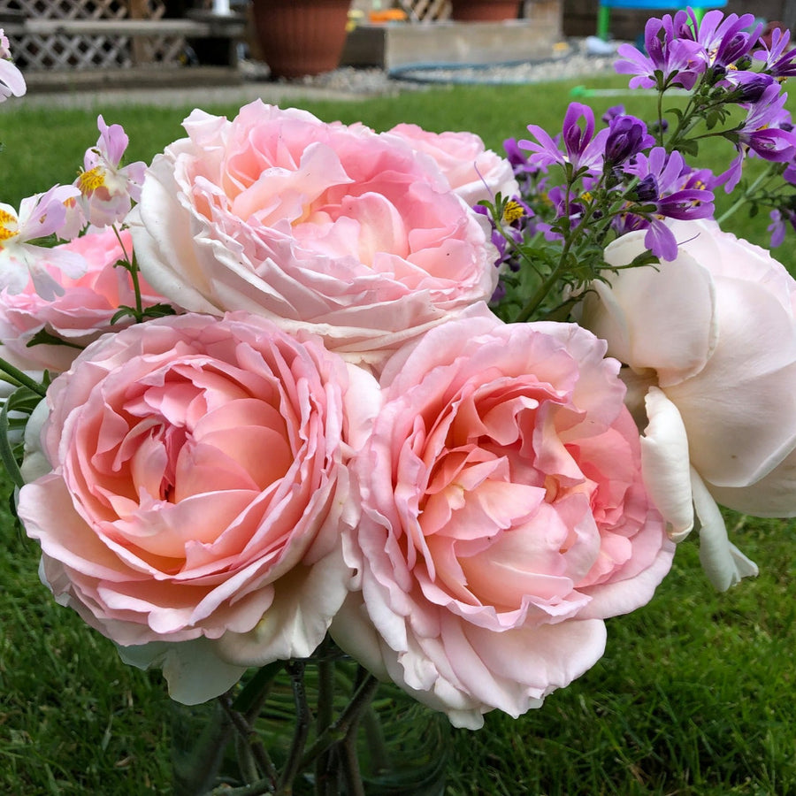 Roses - Rosarium Garden Center