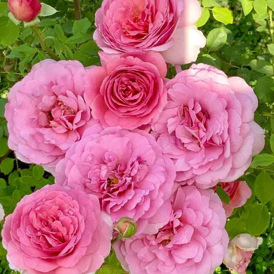 Princess Alexandra of Kent