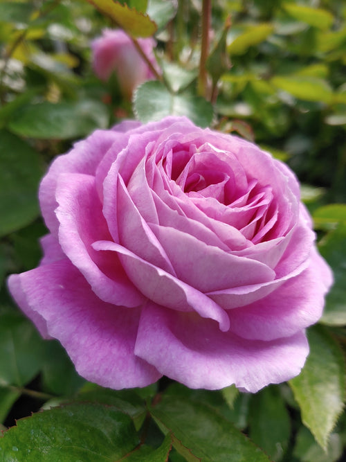 Roses - Rosarium Garden Center