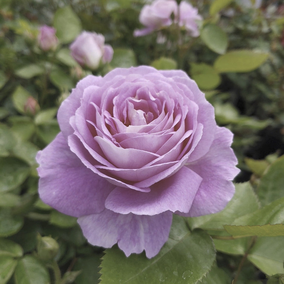 Roses