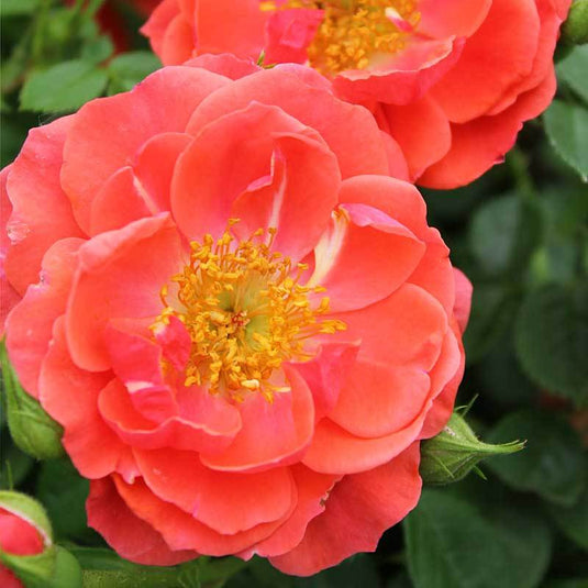 OSO Easy Mango Salsa